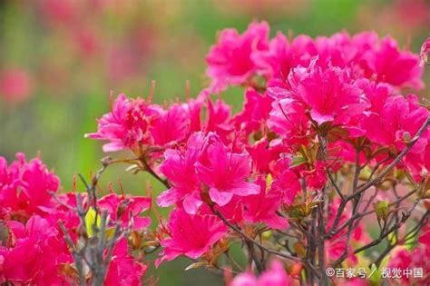 家裡種杜鵑花好嗎|室內杜鵑花種植技巧